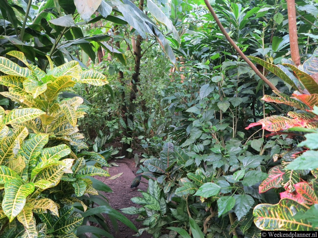 In het oerwoud leven zo'n veertig soorten tropische vogels en enkele zoogdieren en reptielen die zich kunnen verstoppen in het dichte struikgewas of hoog in de bomen. 